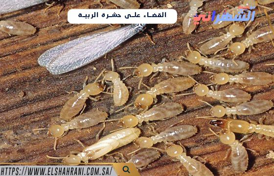 القضاء على حشرة الربية