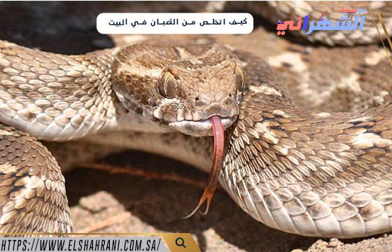 كيف اتخلص من الثعبان في البيت