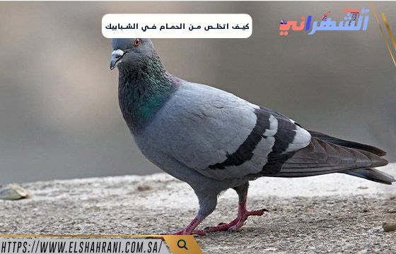 كيف اتخلص من الحمام في الشبابيك