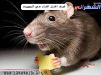 كيف اقتل الفأر في المصيدة