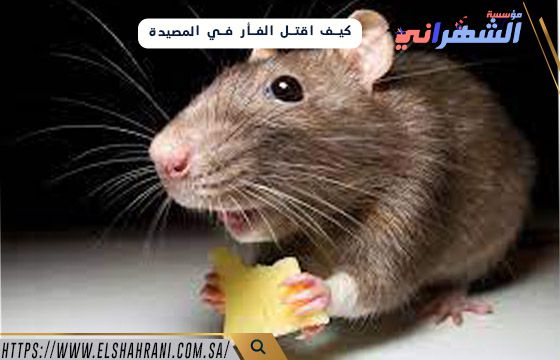 كيف اقتل الفأر في المصيدة