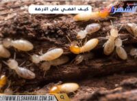 كيف اقضي على الأرضة