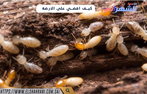 كيف اقضي على الأرضة