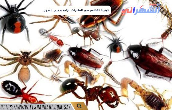 كيفية التخلص من الحشرات الزاحفة فى المنزل
