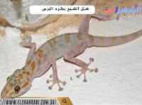 هل الشيح يطرد البرص