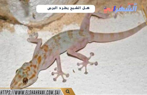 هل الشيح يطرد البرص